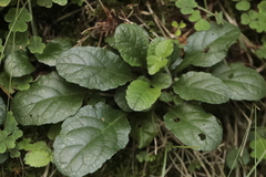 Ajuga
