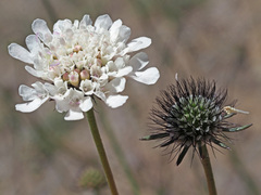 Scabiosa columbaria