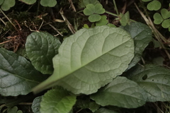 Ajuga