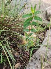 Euphorbia nutans