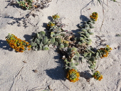 Manulea tomentosa