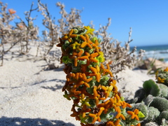Manulea tomentosa