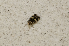 Oegoconia novimundi