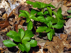 Pachysandra terminalis