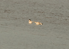 Sterna hirundo