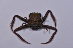 Dorippoides facchino