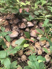 Coprinopsis variegata