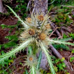 Cirsium parryi