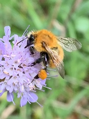 Bombus pascuorum