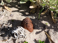 Hydnora africana