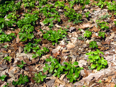 Pachysandra terminalis