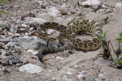 Crotalus molossus molossus