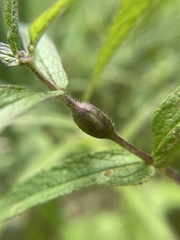 Neolasioptera perfoliata