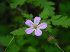 Geranium robertianum