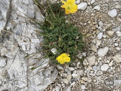 Papaver alpinum