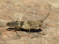 Oedipoda coerulea