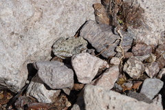 Hyla arenicolor