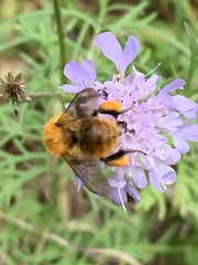 Bombus pascuorum