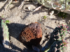 Hydnora africana