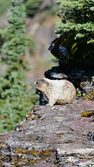 Marmota caligata