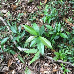 Pyrenaria microcarpa