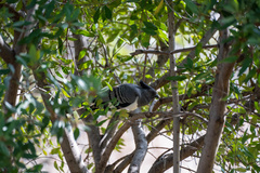 Corythaixoides leucogaster