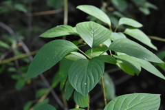 Cornus alba