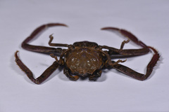 Dorippoides facchino