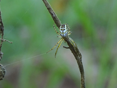Mangora acalypha