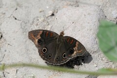 Junonia nigrosuffusa