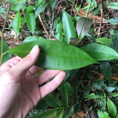 Pyrenaria microcarpa