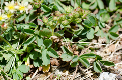 Sibbaldia procumbens