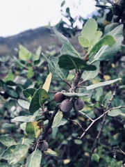 Bursera schlechtendalii