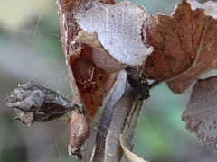 Parasteatoda lunata