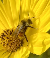 Bombus huntii