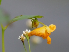 Impatiens capensis