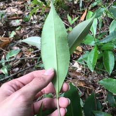 Pyrenaria microcarpa