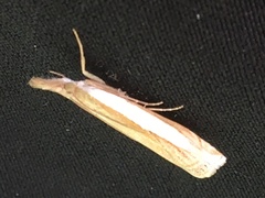 Crambus leachellus