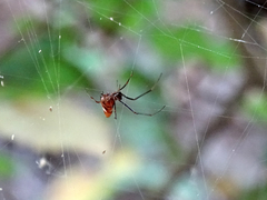 Argyrodes argyrodes