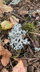 Evernia prunastri