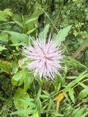 Cirsium altissimum