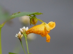 Impatiens capensis