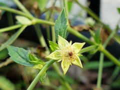 Geum