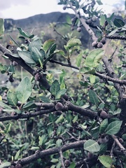 Bursera schlechtendalii
