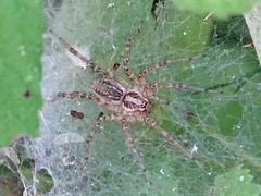 Allagelena gracilens