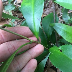 Pyrenaria microcarpa