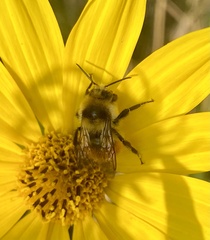 Bombus huntii