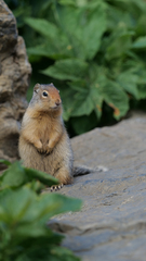 Urocitellus columbianus