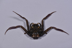 Dorippoides facchino