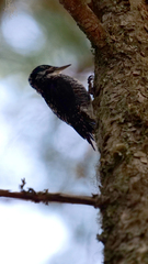 Picoides dorsalis